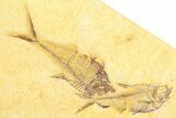 Plate of Three Detailed Fossil Fish (Diplomystus) - Wyoming #360755-2